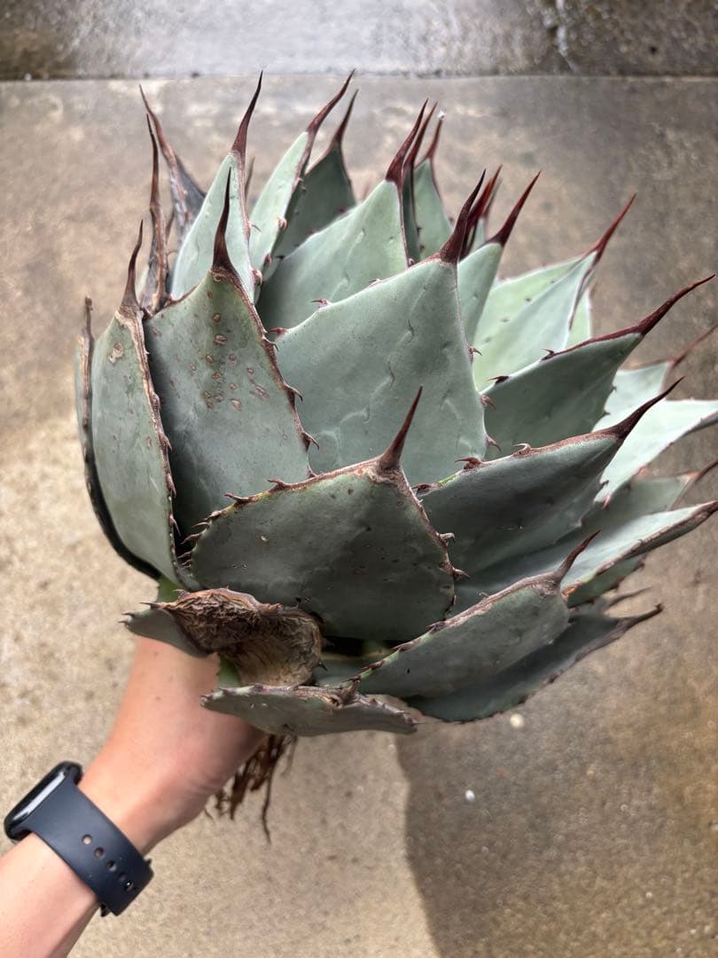 アガベ　パリーハイブリッド　検索　ライムストリーク　リップルエフェクト　オリザバ