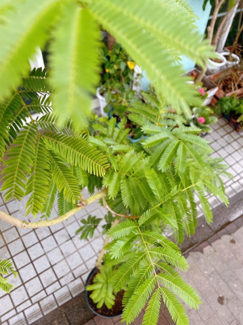 エバーフレッシュ　自然樹形　大型　引き取り希望