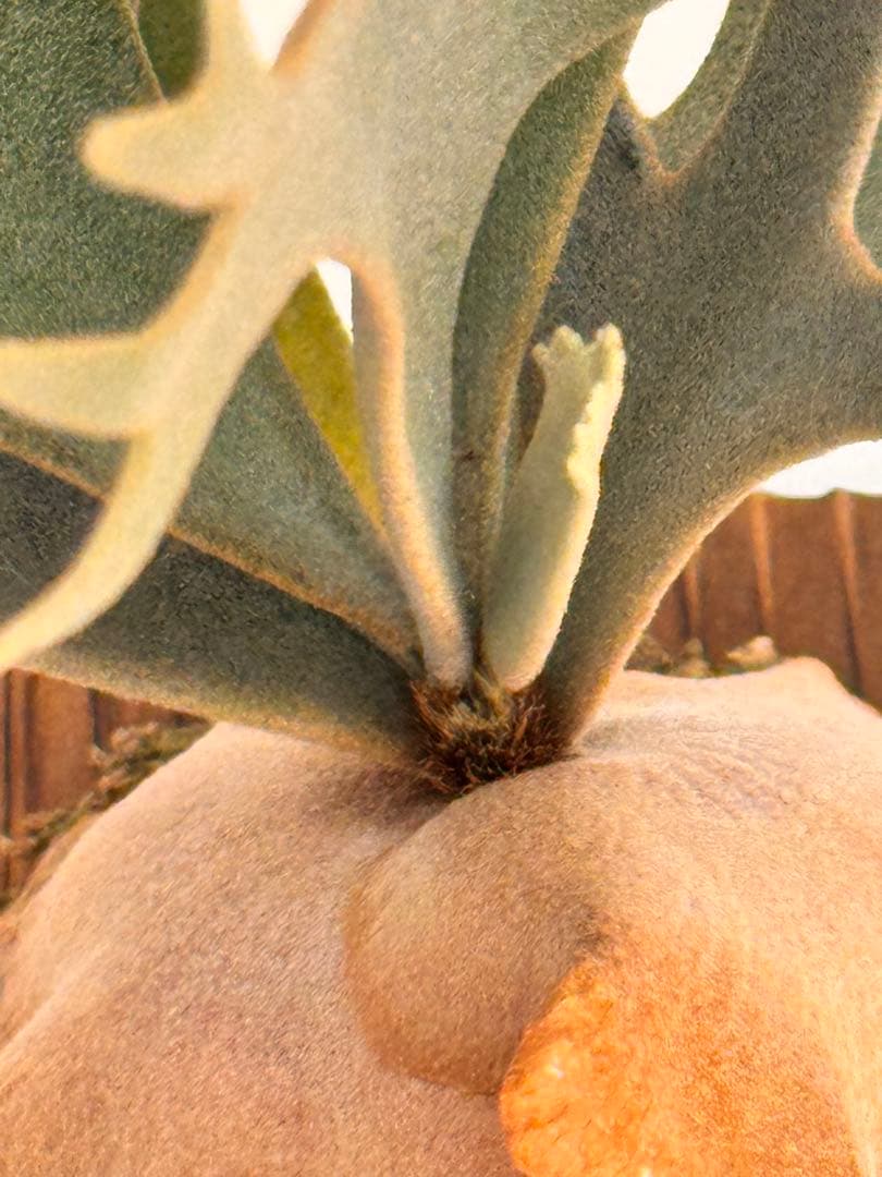 ◆◆◆ P.Willinckii ‘OMG’ spore（ml-2）