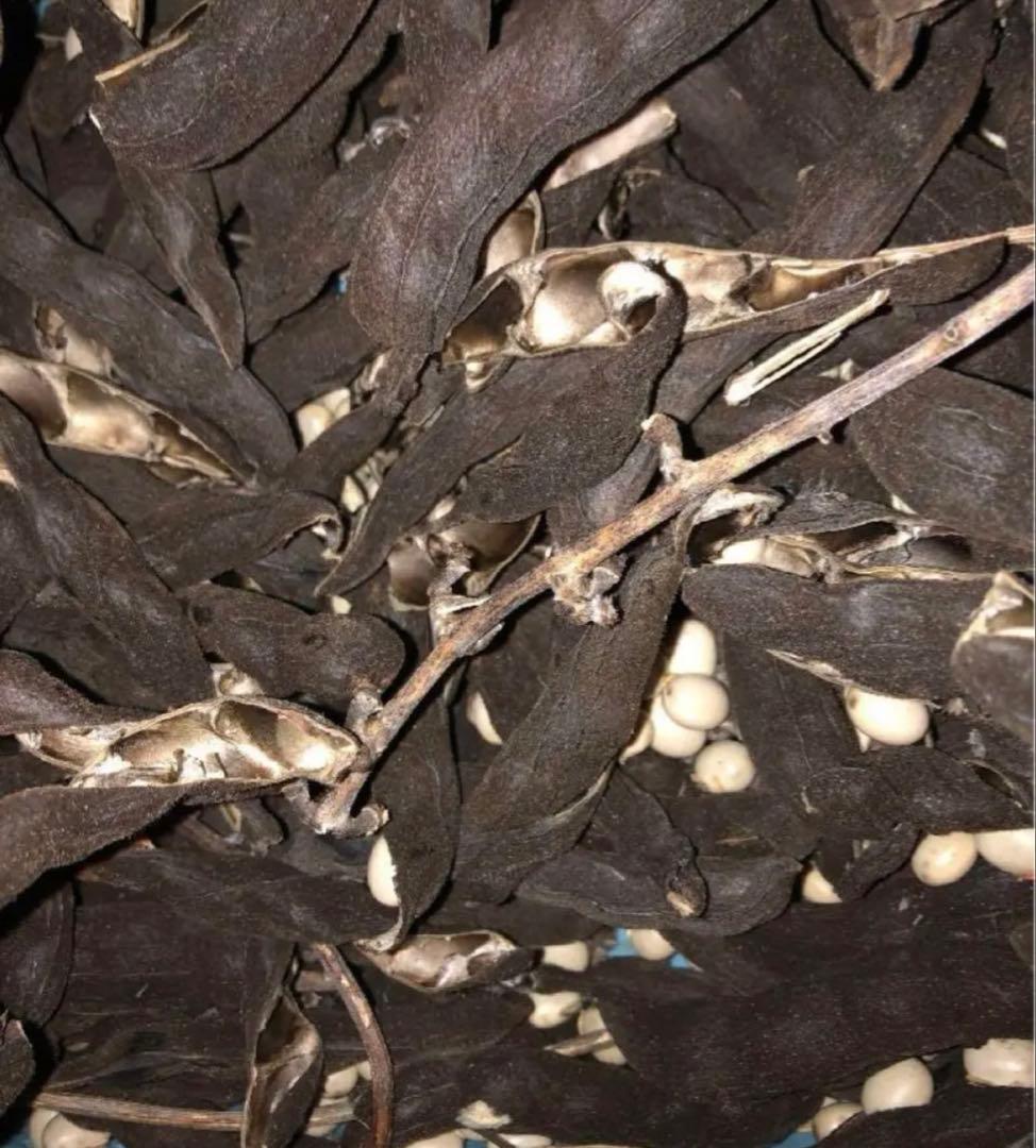 晴れの国岡山産ムクナ豆【八升豆】10kg‼️ 自然農