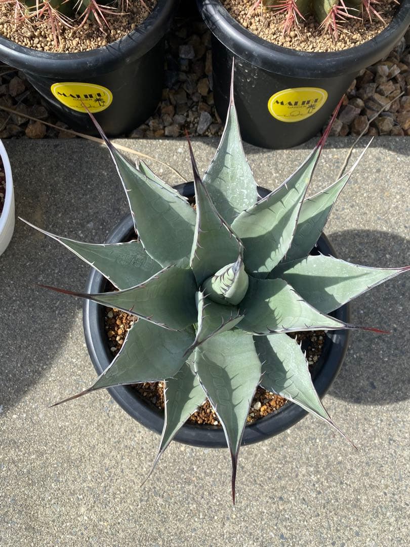 アガベ　パリー　ネオメキシカーナ