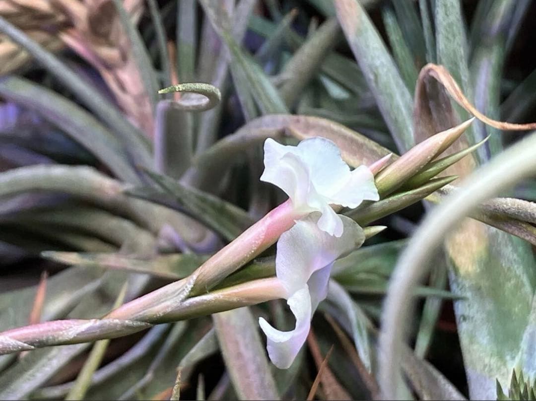 同梱割Tillandsia ' Flake' T'S TROPICALS