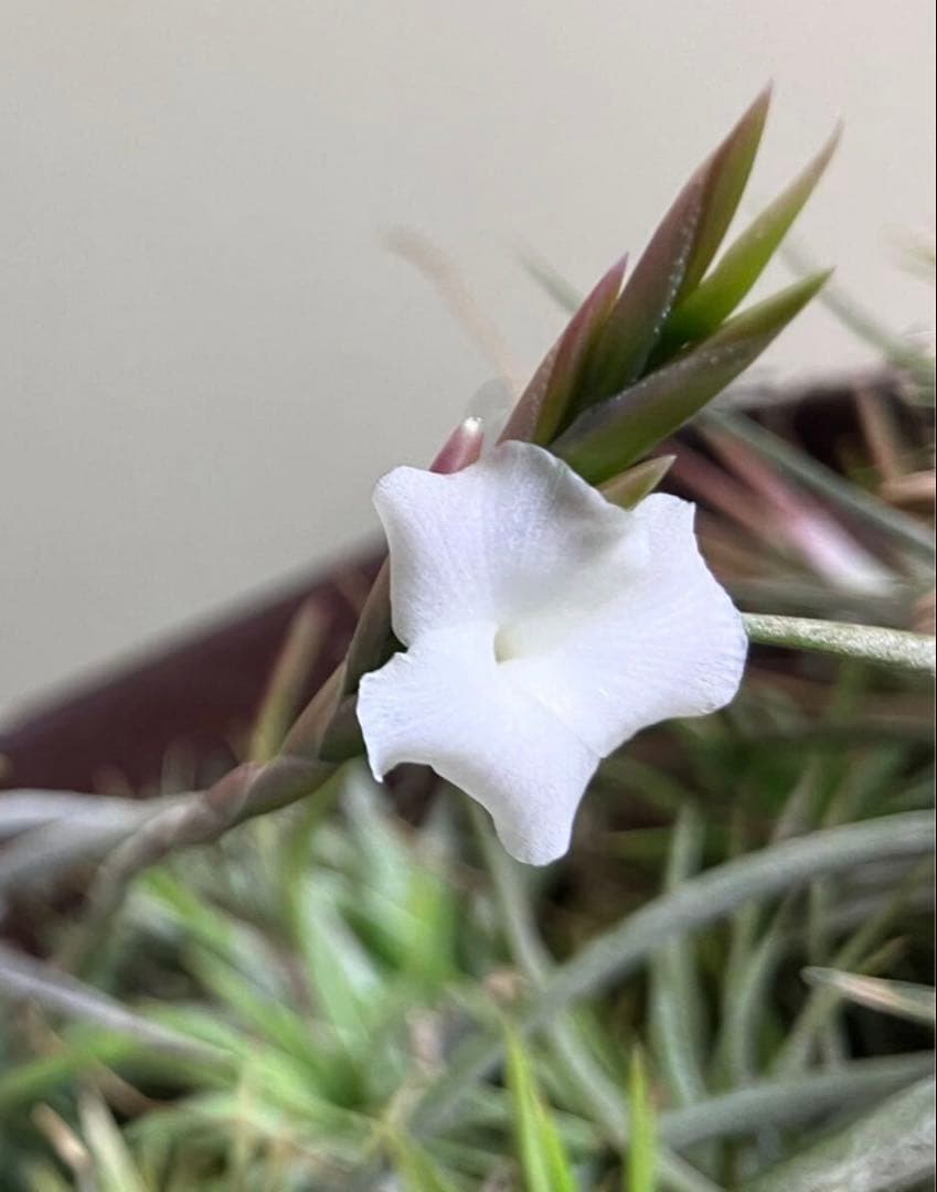 同梱割Tillandsia ' Flake' T'S TROPICALS