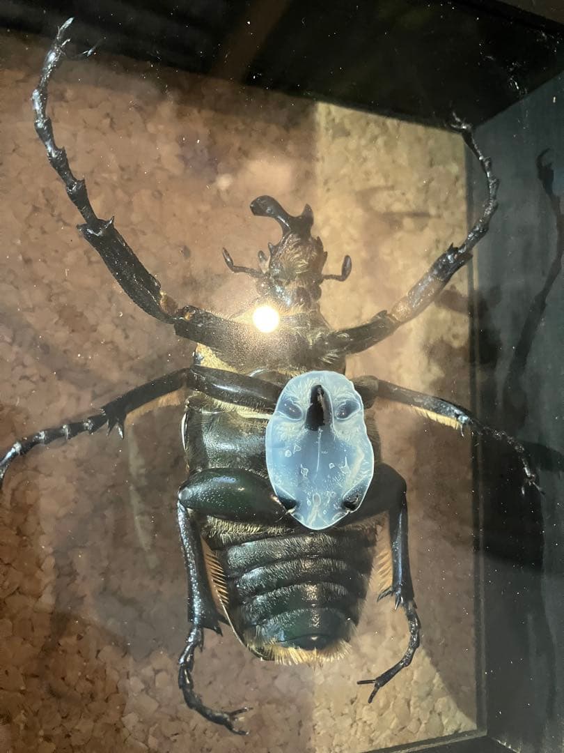 標本/ゴライアスオオツノハナムグリ/ゴライアスオリエンタリス/フィギュア付