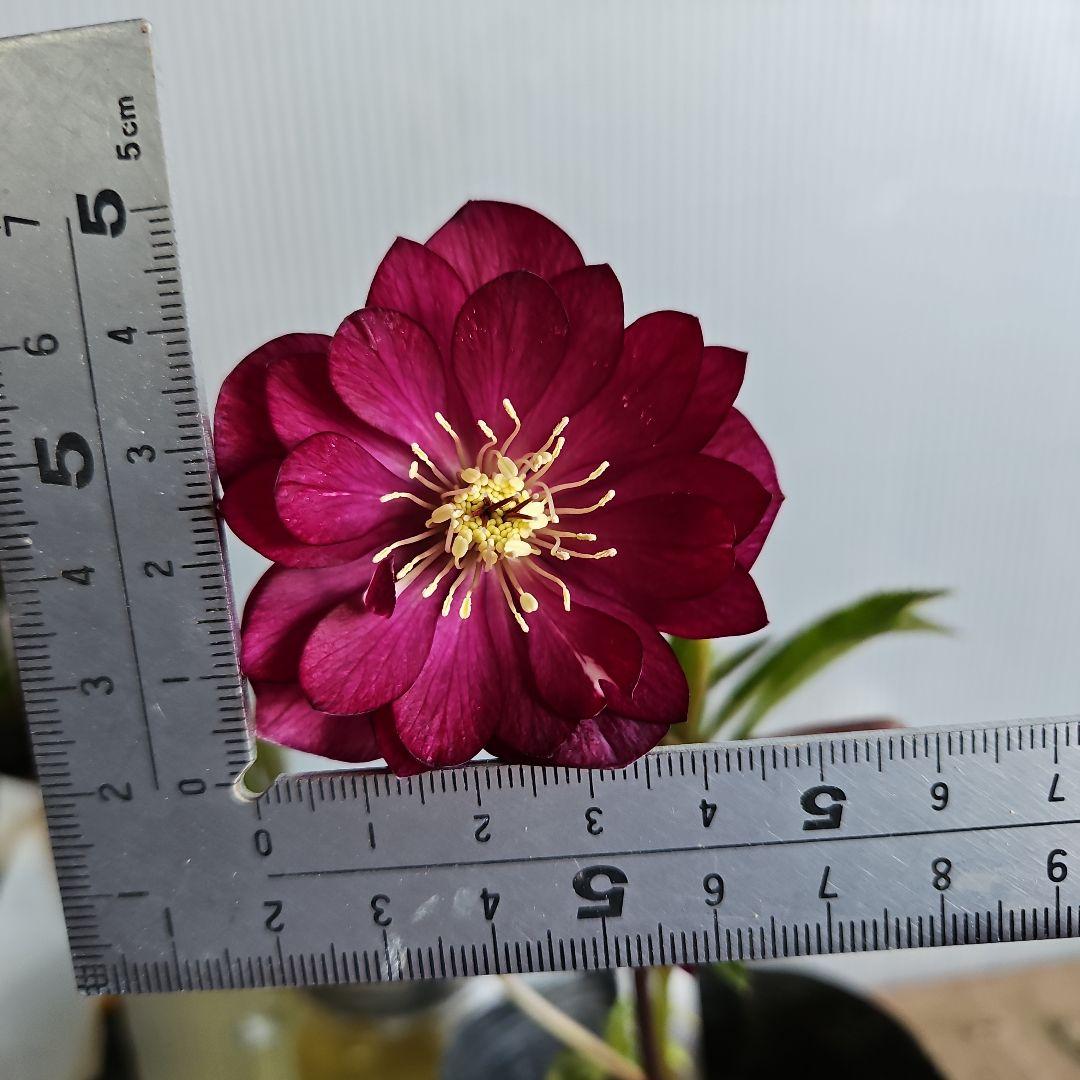 ㉖-472クリスマスローズ