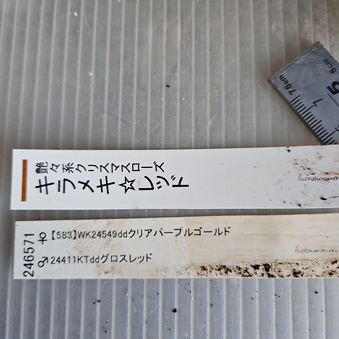 ㉖-472クリスマスローズ