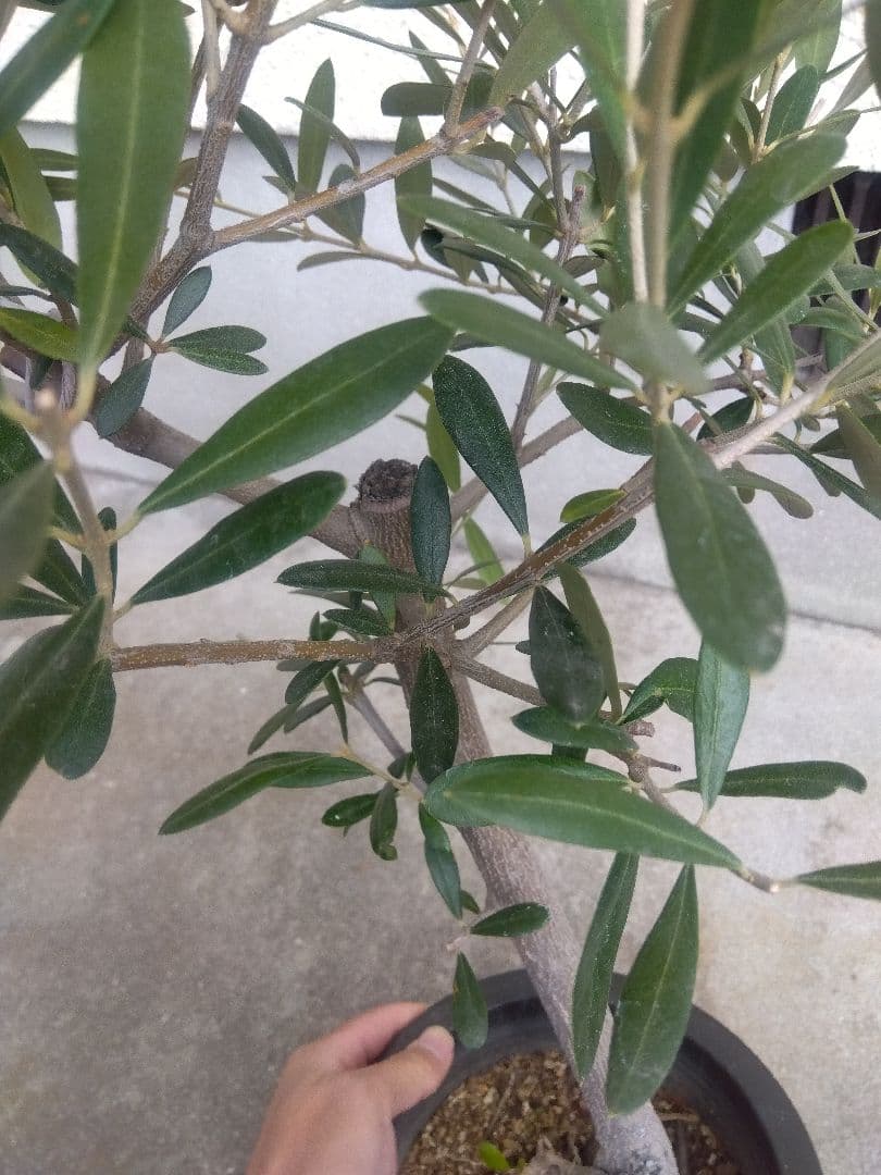 オリーブ　古木 souju 創樹　6号鉢つき　盆栽❗　③