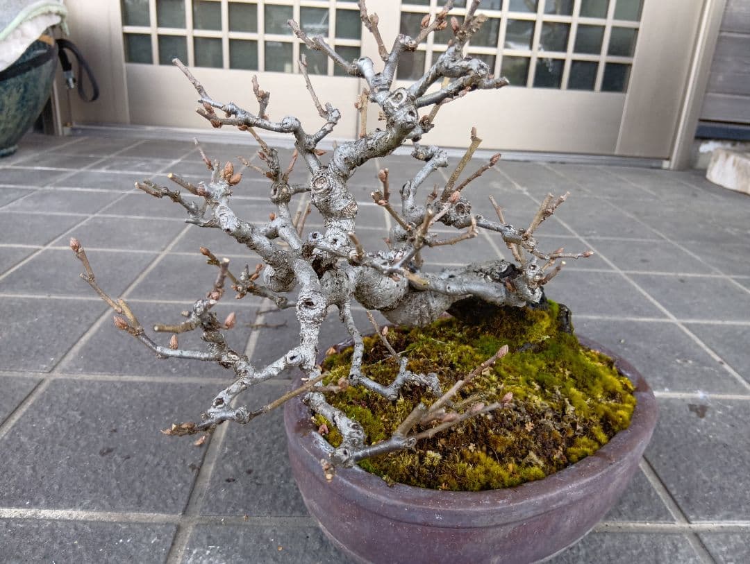 グミ盆栽枯木