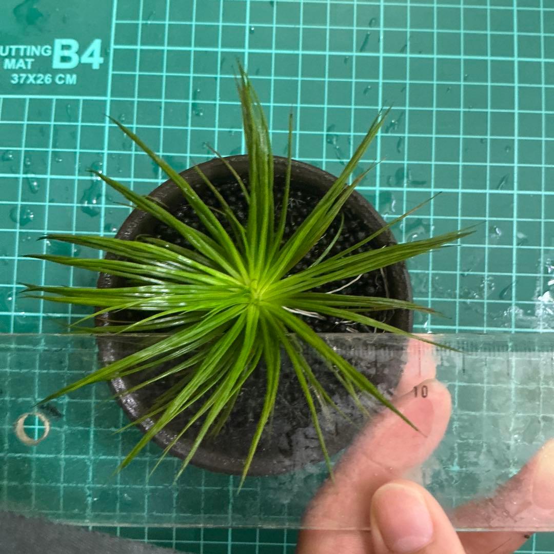 【メルカリ便】珍！ホシクサsp.キンバリーナロー　大株　1株　約11cm 鉢付き