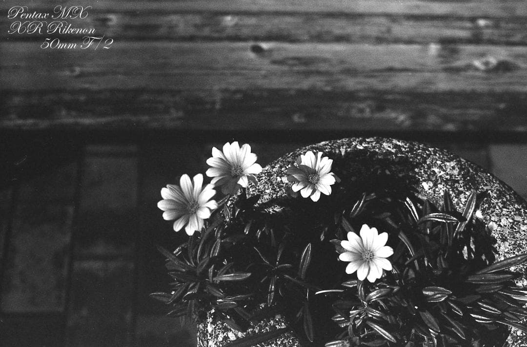 【整備済完動品】PENTAX MX ＋ XR RIKENON 50mm F2