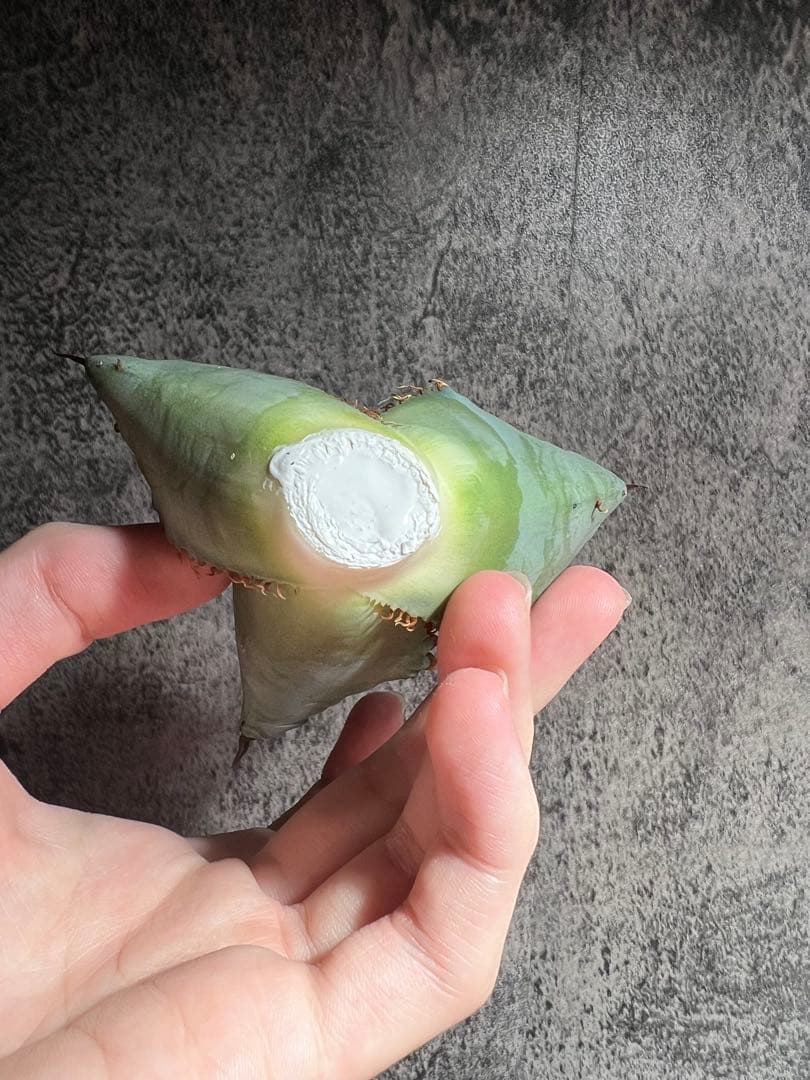 アガベ　チタノタ　クロコダイル　鰐　胴切り天