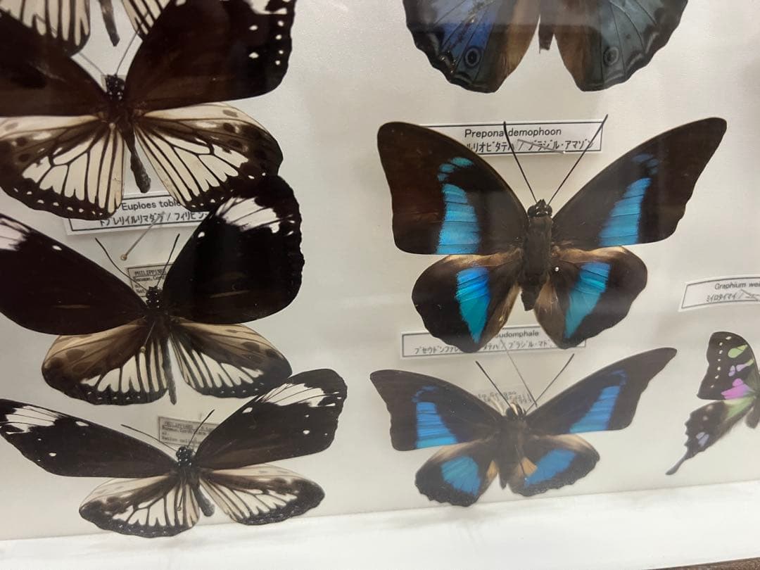 蝶　標本