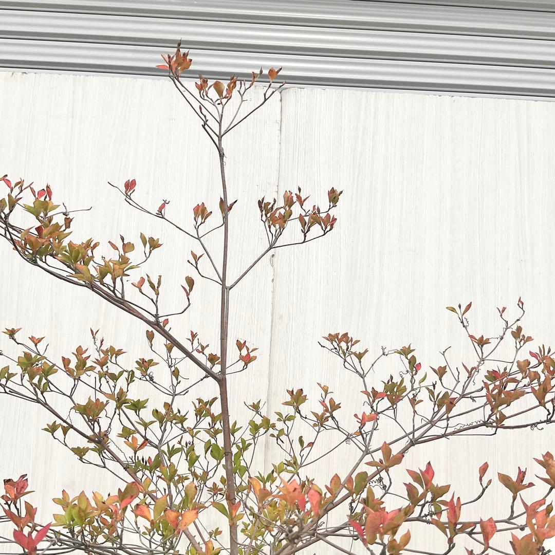 山採りドウダンツツジ　白　/ 793