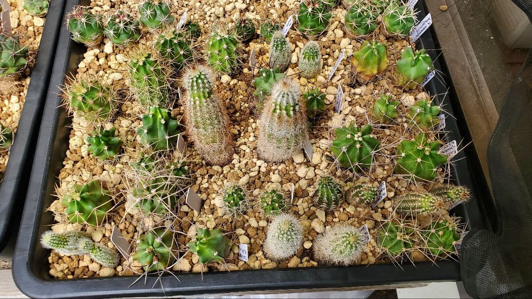 ナッシー様　激レア）エキノケレウス　62種類 123株セット+ウチワ輸入カット苗