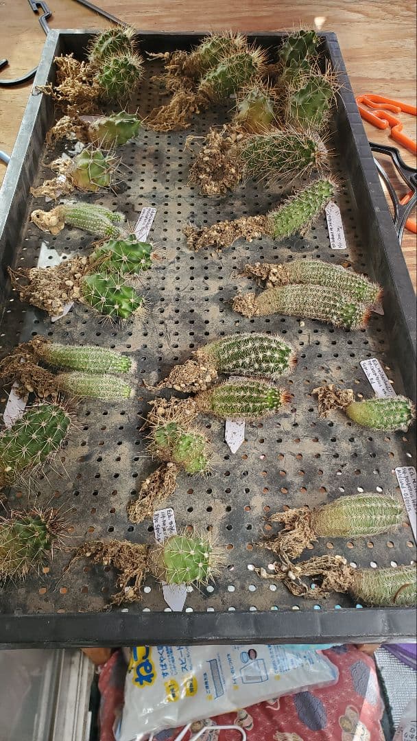 ナッシー様　激レア）エキノケレウス　62種類 123株セット+ウチワ輸入カット苗