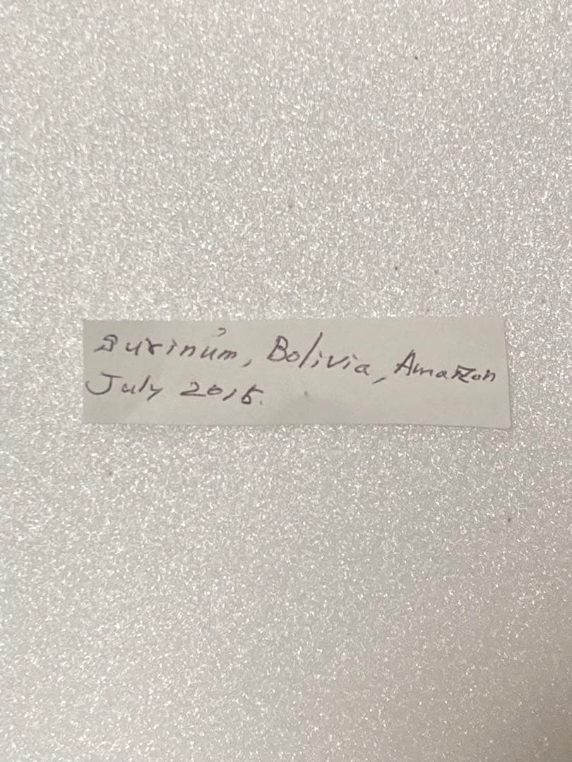 【2頭セット】ダイダミア×アキレスモルフォ（2オス）