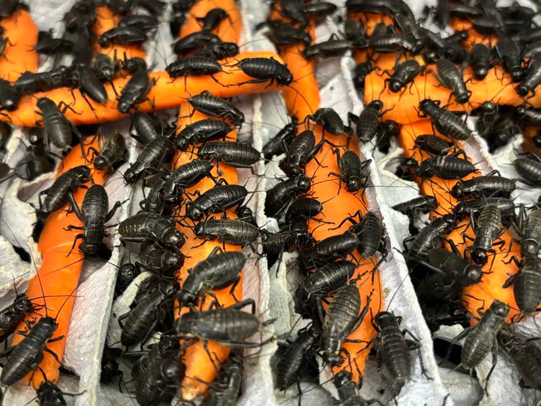 冷凍クロコML約2000匹1kg冷凍コオロギ