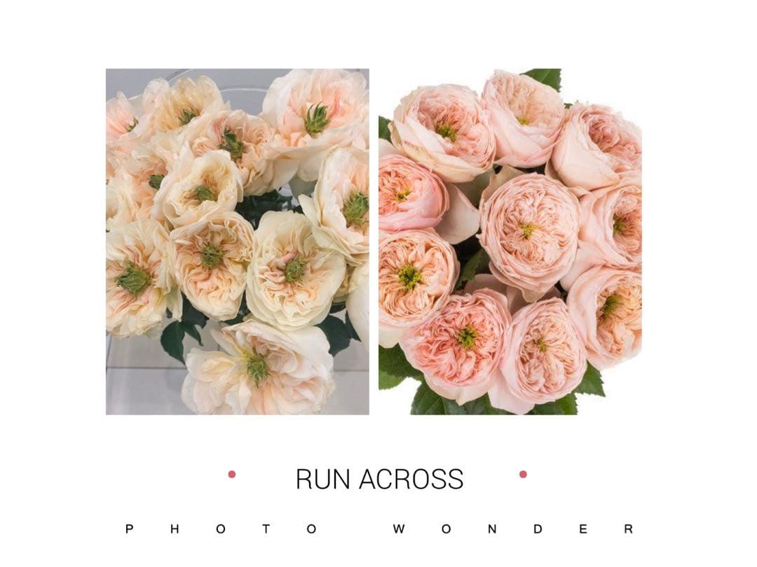 「ミサキ」切り花品種バラ苗　レアバラ　3点