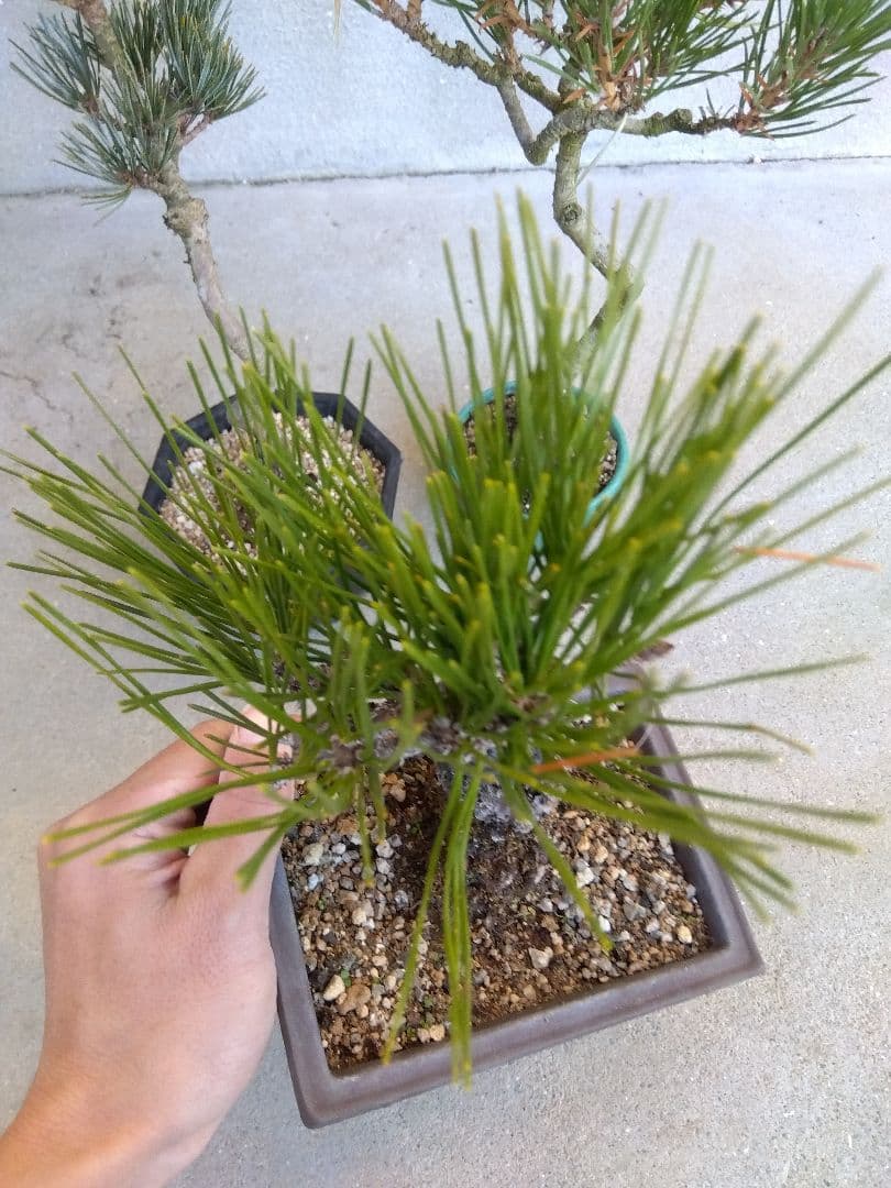 五葉松　錦松　黒松　3点セット❗　う