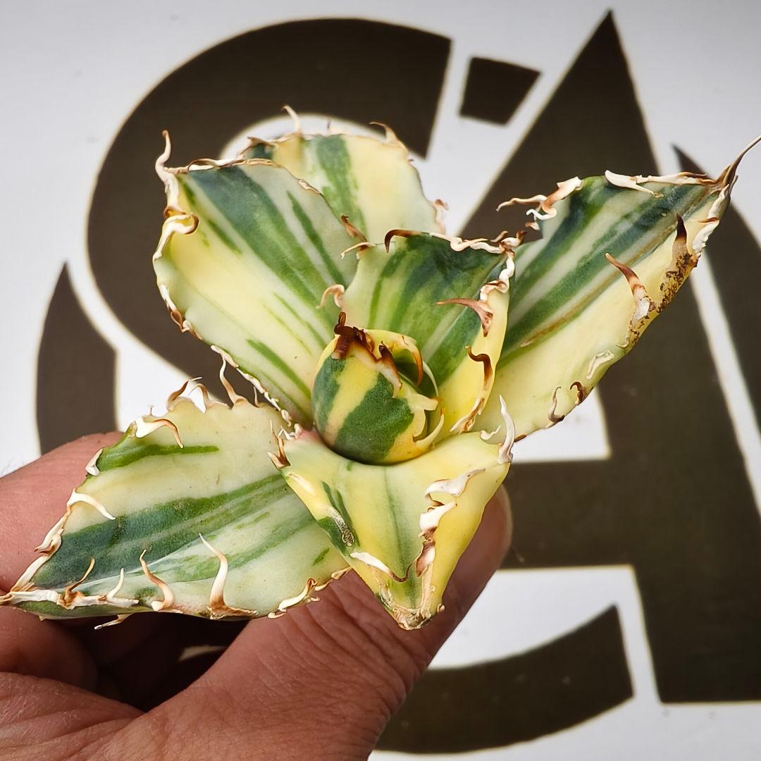 834【上澳園芸】 アガベ チタノタ 白鯨錦（永久斑） 縞斑錦