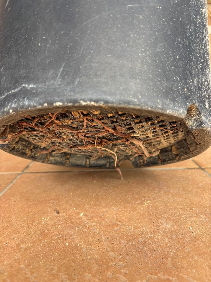 【ボリューム満点】タイ産　ユッカロストラータ　発根済