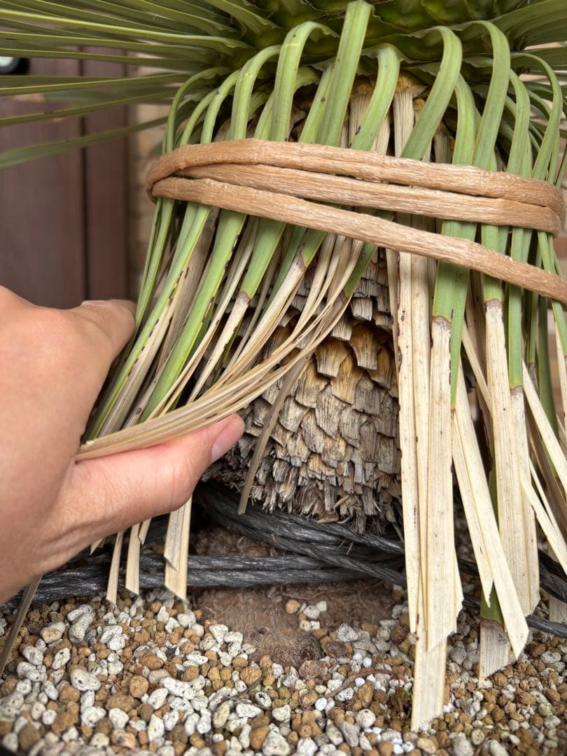 【ボリューム満点】タイ産　ユッカロストラータ　発根済