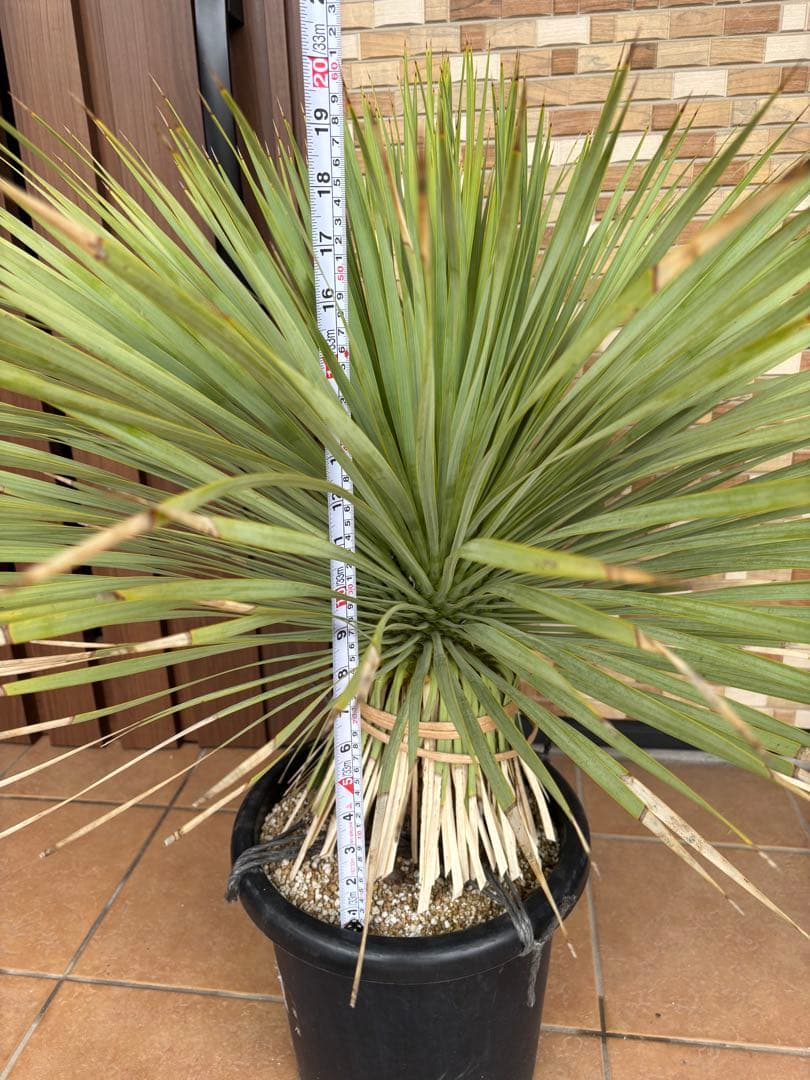 【ボリューム満点】タイ産　ユッカロストラータ　発根済