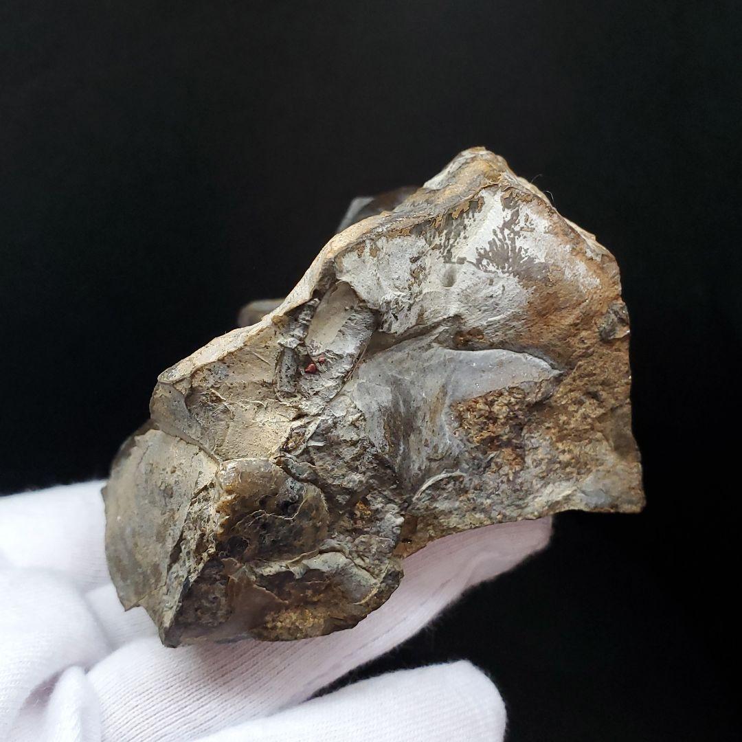 母岩付き アンモナイト 三畳紀  本物 ノルウェー産 70.65mm  fan6