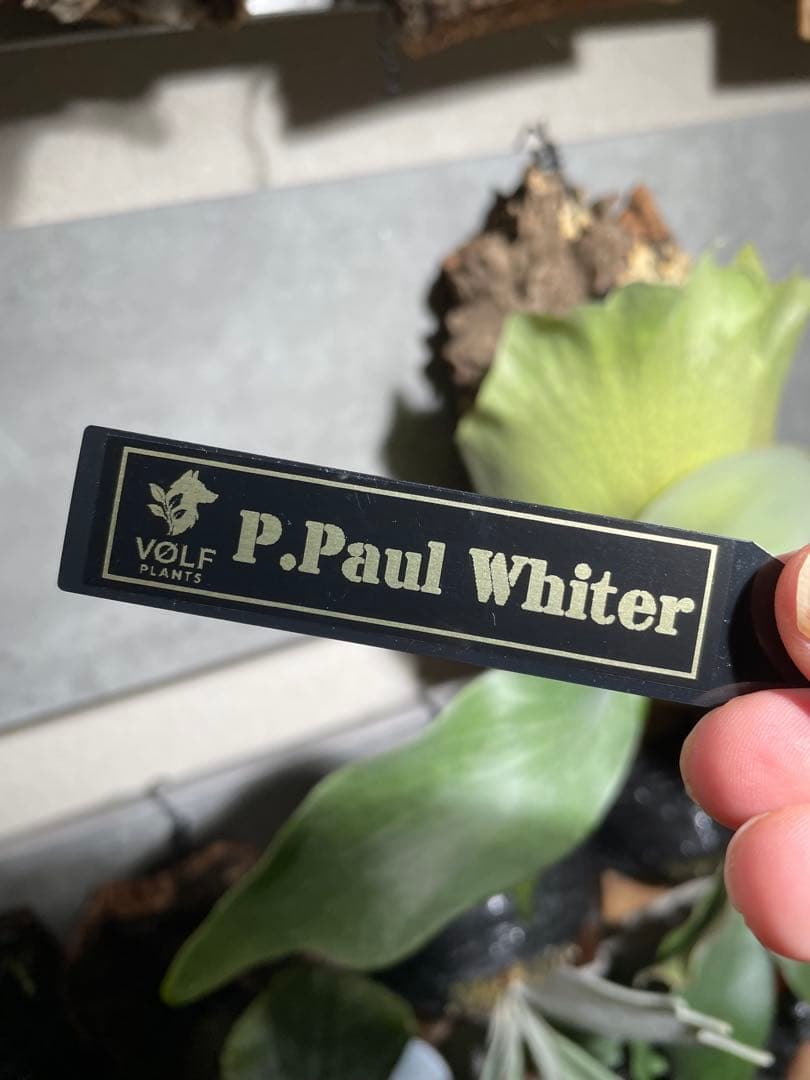 P.Paul Whiter／ビカクシダ ポールホワイター pup 板付 中株