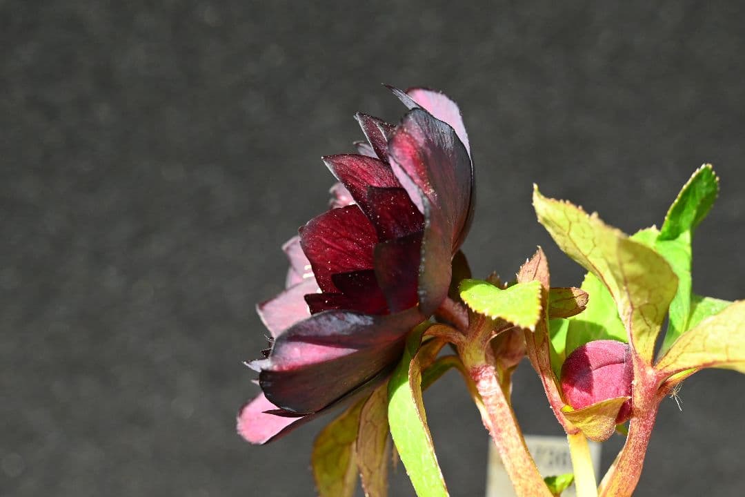 クリスマスローズ　認定ブラックゴールド　加藤農園