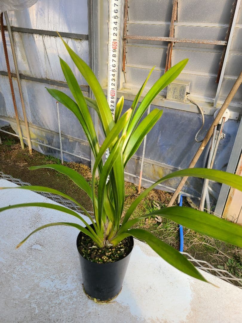 京都蜜楽園