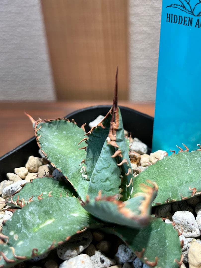 【最終】エボリスピナ× BB hybrid ハイブリッド③発根活着