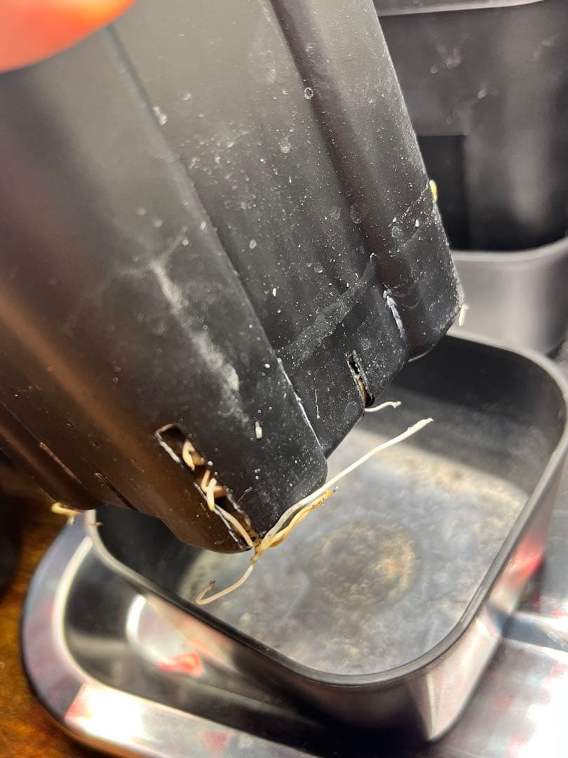 【最終】エボリスピナ× BB hybrid ハイブリッド③発根活着