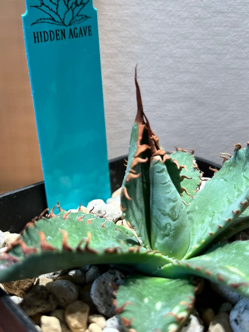 【最終】エボリスピナ× BB hybrid ハイブリッド③発根活着