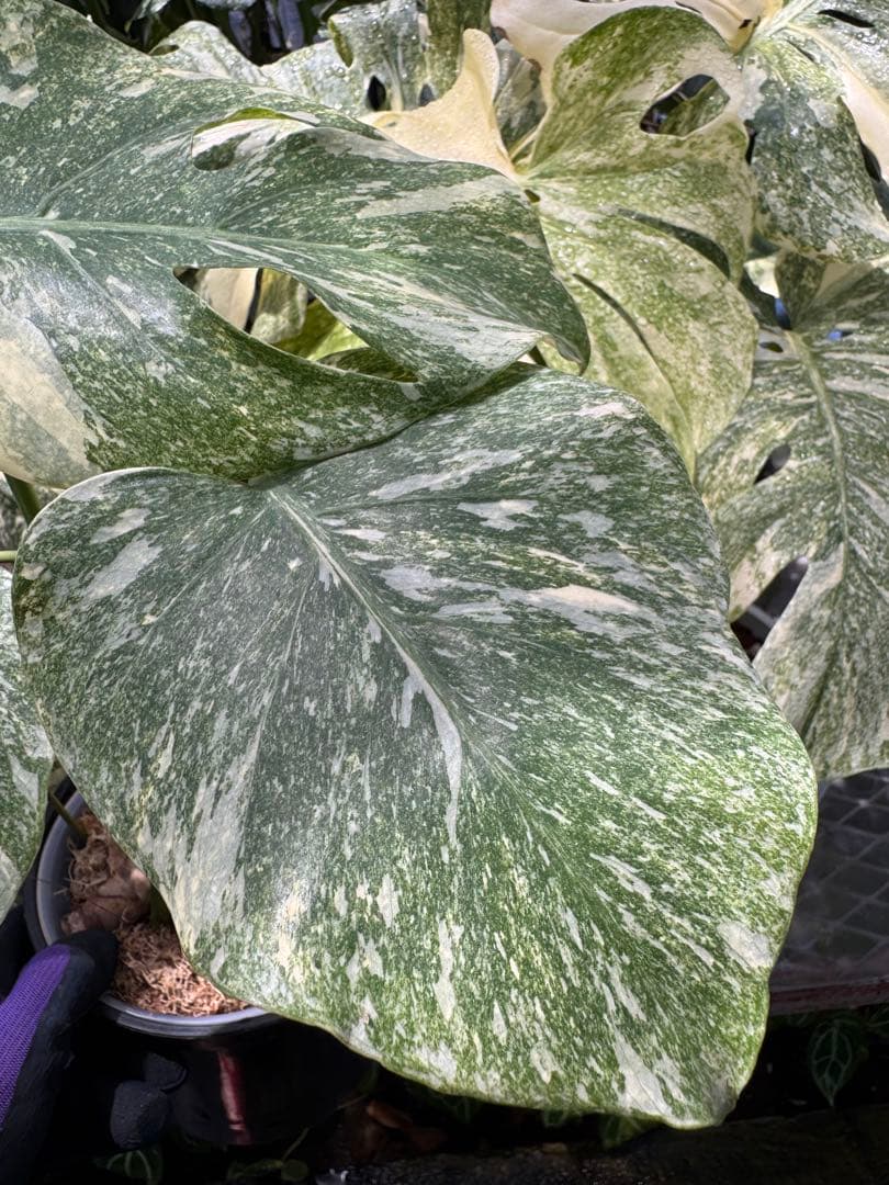 1 モンステラ レガシー　カット苗　しっかり発根・健康株