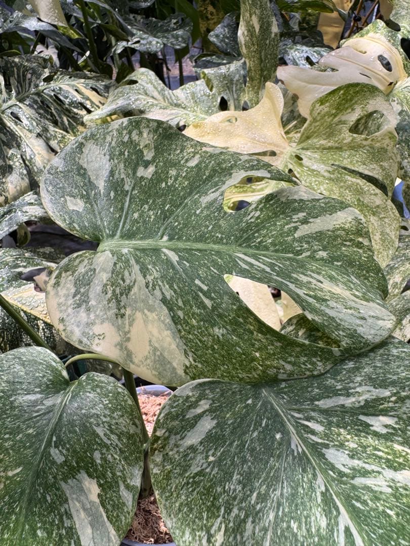 1 モンステラ レガシー　カット苗　しっかり発根・健康株