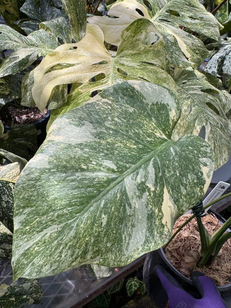 1 モンステラ レガシー　カット苗　しっかり発根・健康株