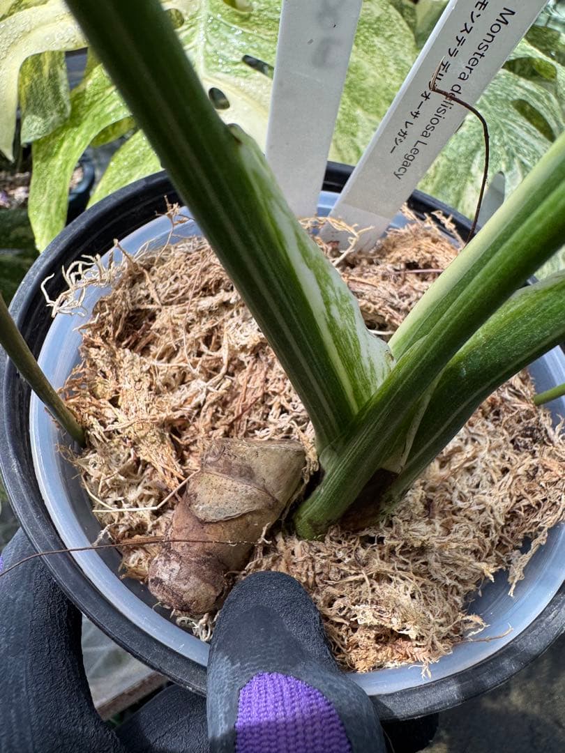 1 モンステラ レガシー　カット苗　しっかり発根・健康株