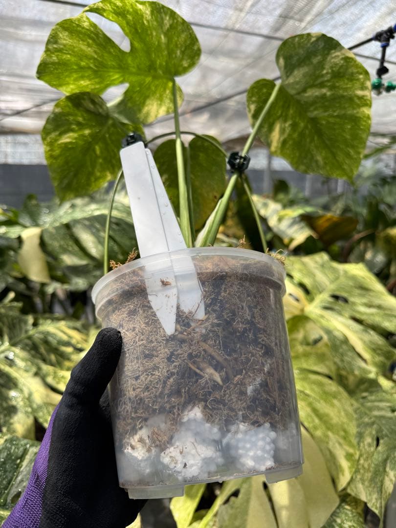 1 モンステラ レガシー　カット苗　しっかり発根・健康株