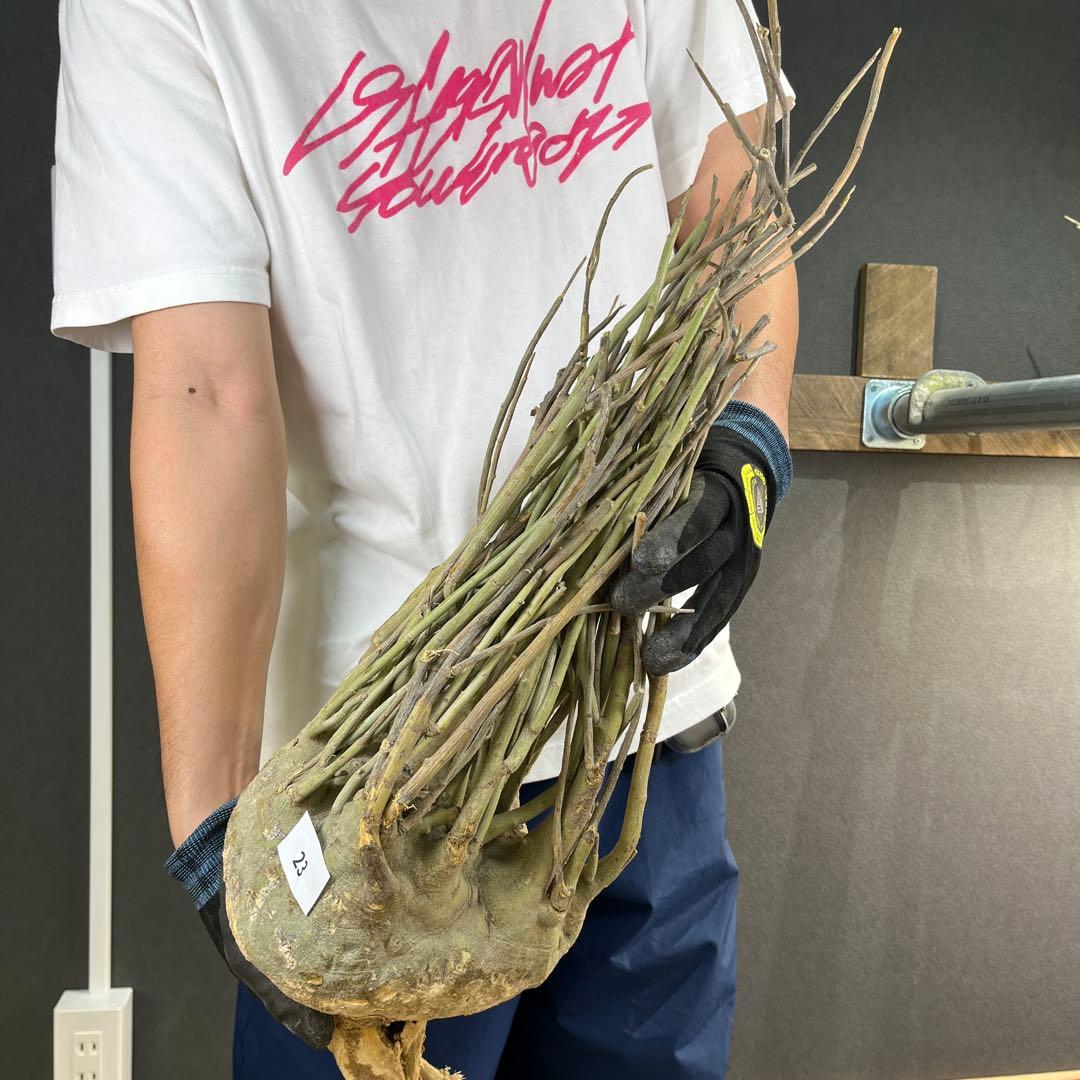 7*i様 23 激レア 超大株 アデニア ペチュエリー 現地球 鮮度抜群