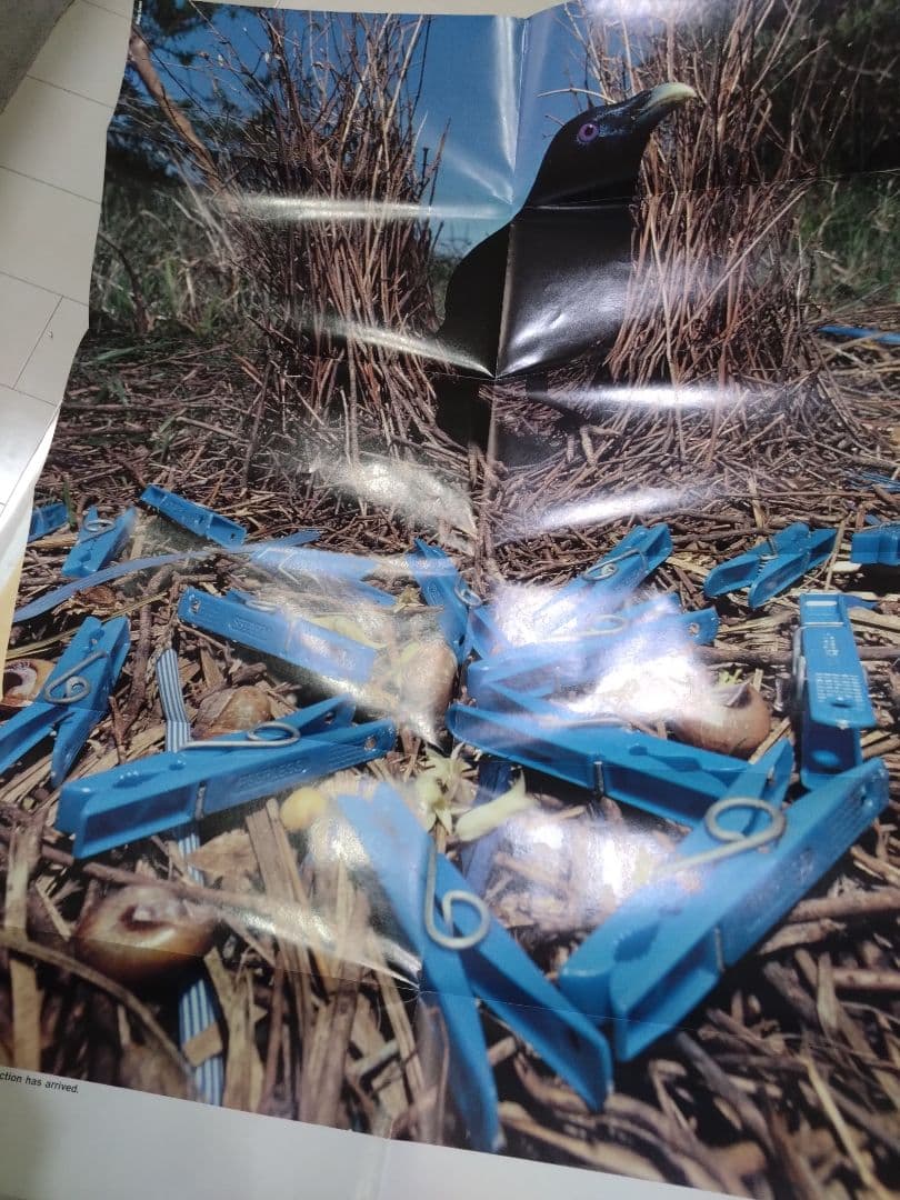 HOMME des GARÇONS アートブック 天本英世 カレンダー