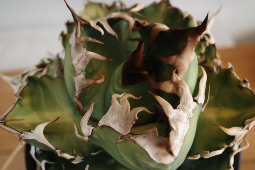 【子株】アガベ　オテロイ　オアハカ現地球