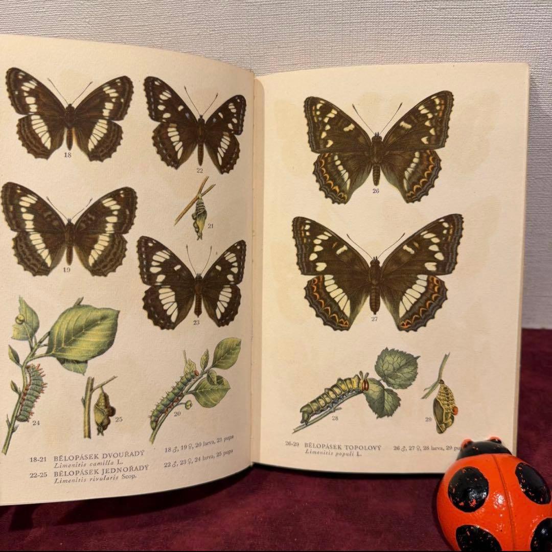 129②チェコ蝶々図鑑　2冊セット　洋書古書　ジャンクジャーナル　ボタンニカル