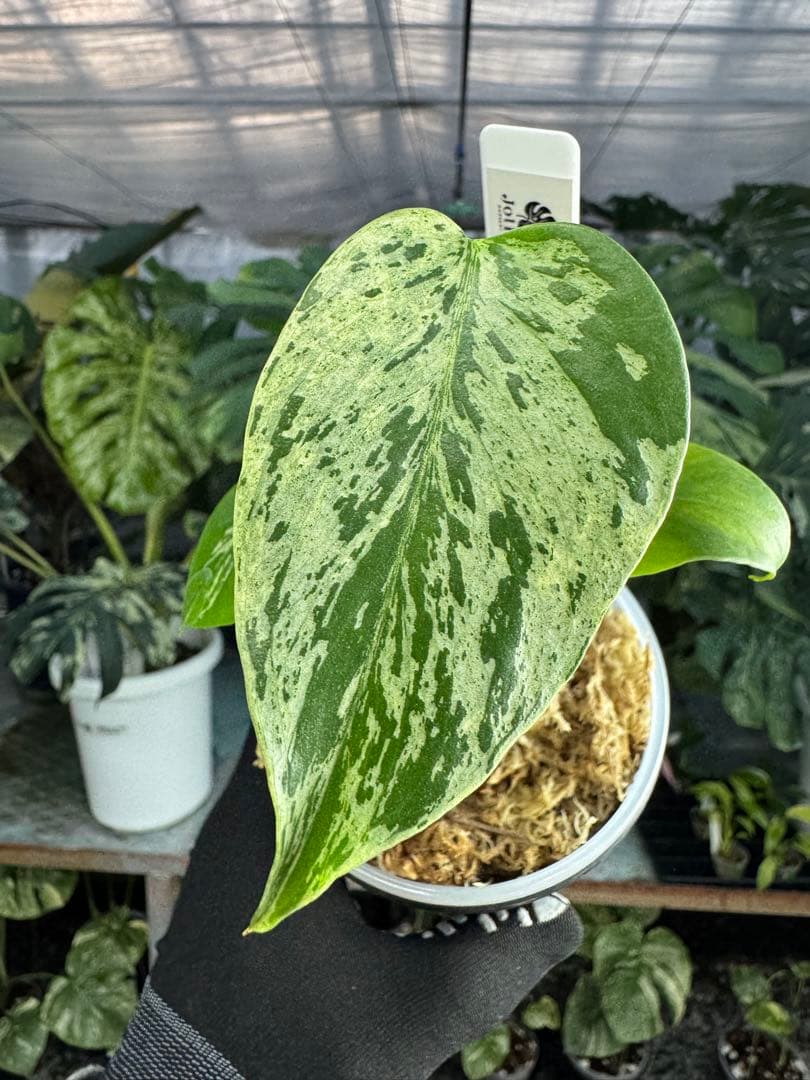 2モンステラ　デリシオーサ　ベトシオーサ