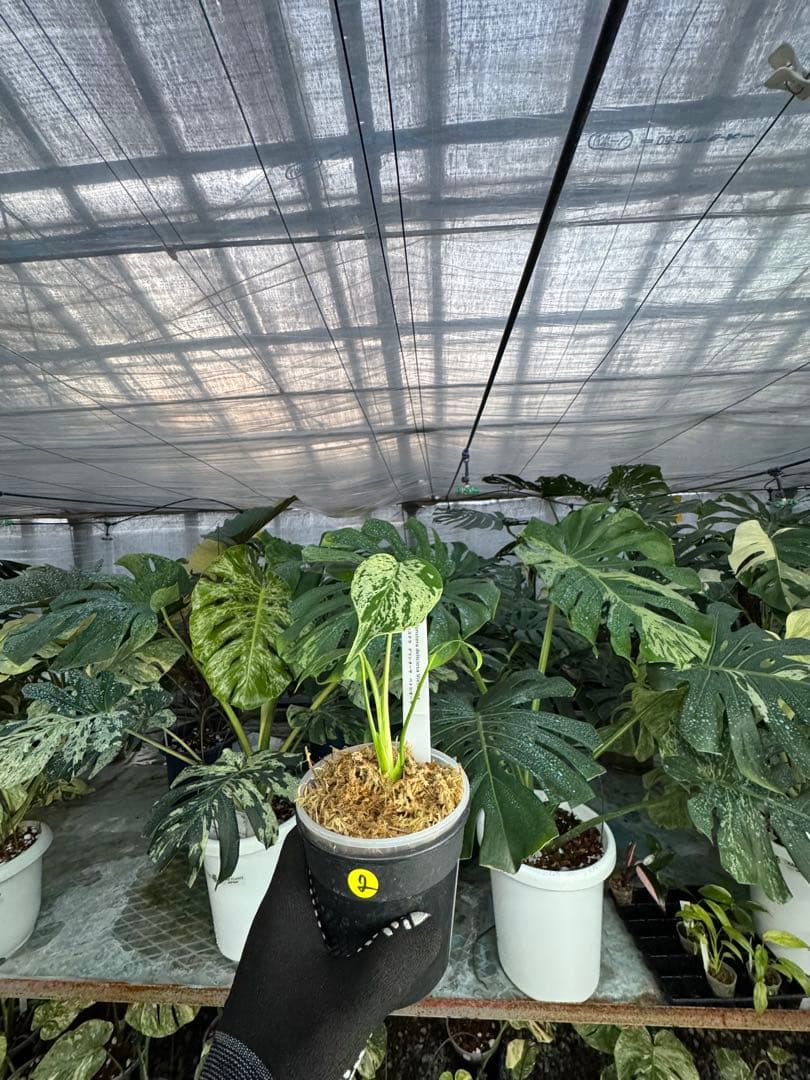 2モンステラ　デリシオーサ　ベトシオーサ