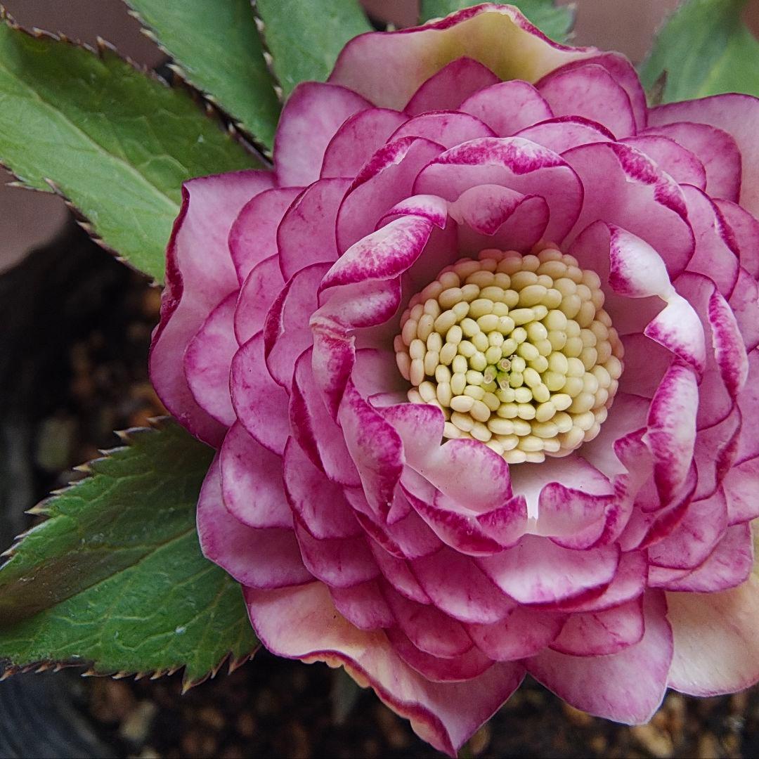 希少！認定ピンクアフロディーテ多弁小輪系 ブラッシュピコティ ペールピンク