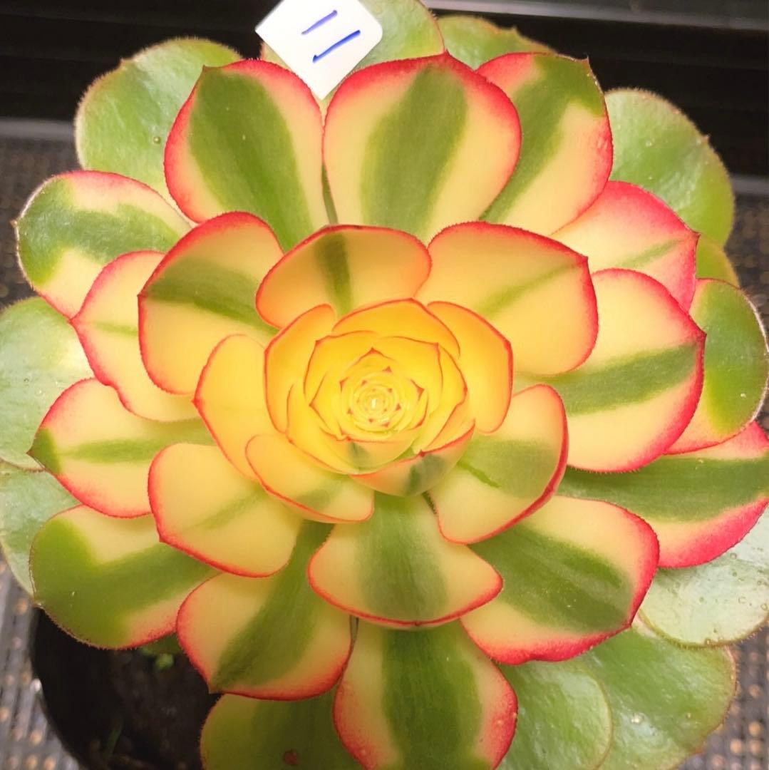 11#多肉植物アエオニウム錦❤️傾城錦❤️1大頭15cm拔き苗