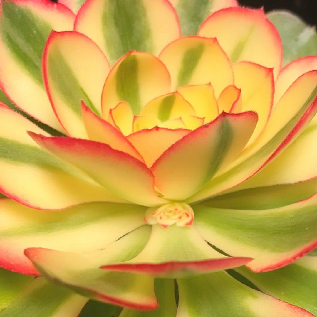 11#多肉植物アエオニウム錦❤️傾城錦❤️1大頭15cm拔き苗