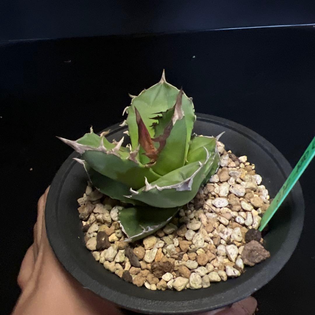 SALE‼️ アガベチタノタ白犀牛‼️14800-4900