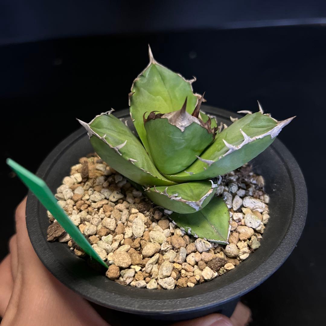 SALE‼️ アガベチタノタ白犀牛‼️14800-4900